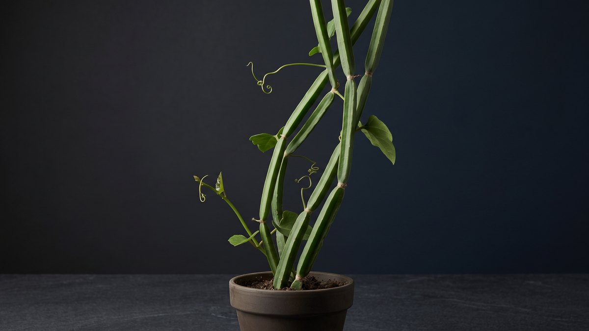 Cissus quadrangularis in a clay pot with fleshy, jointed, angular stems, small leaves and tendrils against a dark background