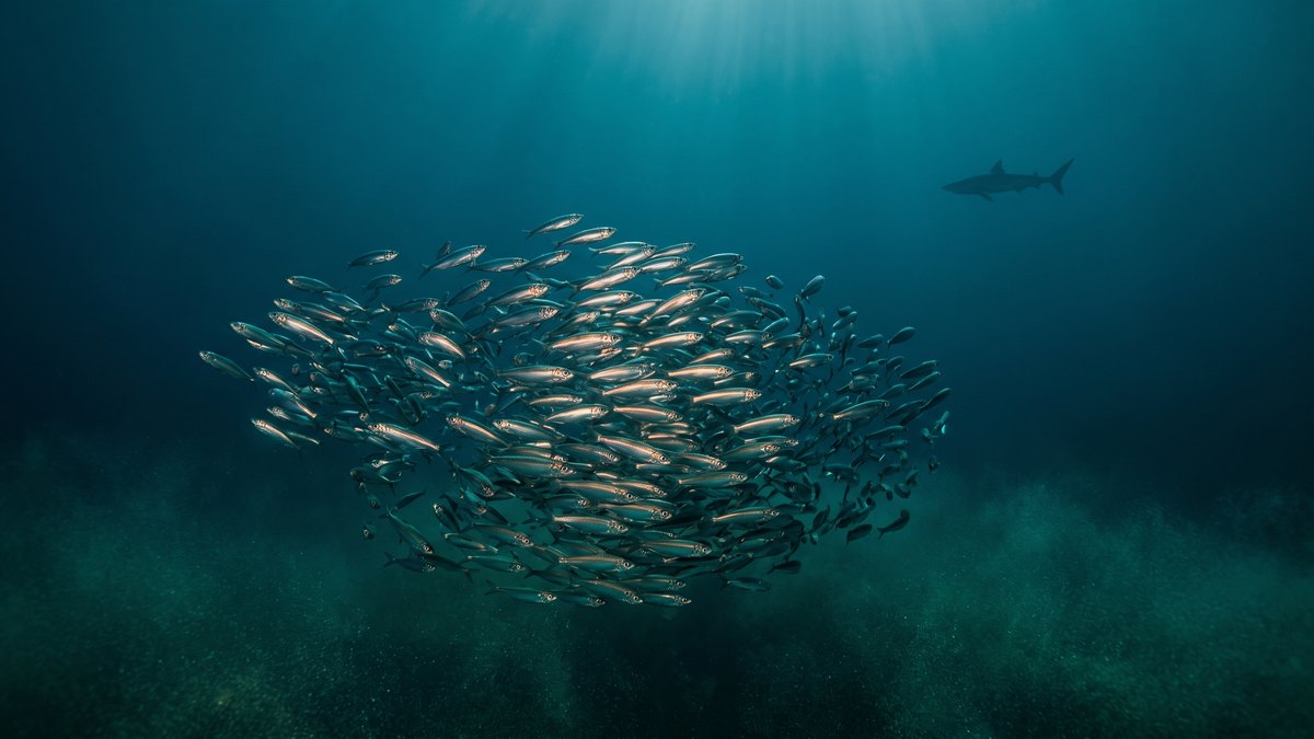 A school of small silvery fish in blue sea water above a greenish seabed, with the silhouette of a shark far in the background