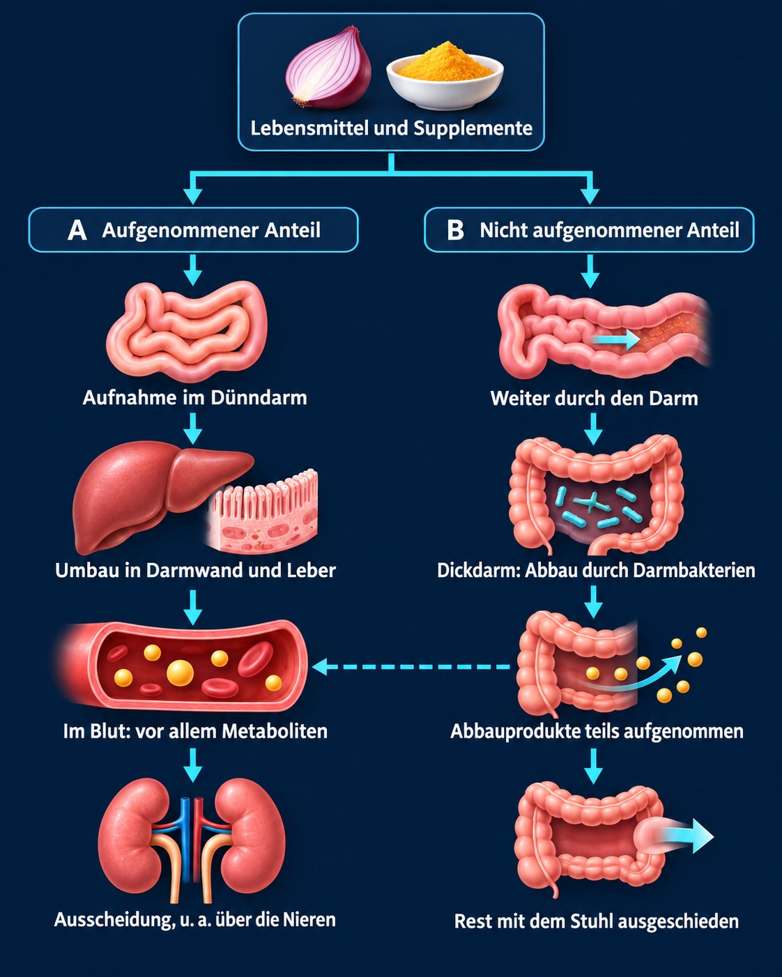 Schema mit zwei Wegen: Der aufgenommene Anteil wird im Dünndarm aufgenommen, in Darmwand und Leber umgebaut, kommt im Blut vor allem als Metaboliten vor und wird unter anderem über die Nieren ausgeschieden; der nicht aufgenommene Anteil gelangt in den Dickdarm, wird dort von Bakterien abgebaut, Abbauprodukte werden teils aufgenommen, der Rest wird mit dem Stuhl ausgeschieden
