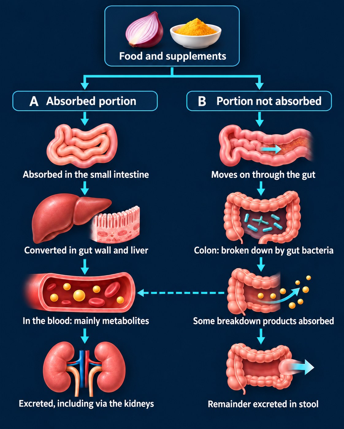 Diagram with two routes: the absorbed portion is taken up in the small intestine, converted in the gut wall and liver, circulates in the blood mainly as metabolites and is excreted, including via the kidneys; the portion not absorbed moves on to the colon, where gut bacteria break it down, some breakdown products are absorbed and the remainder is excreted in stool